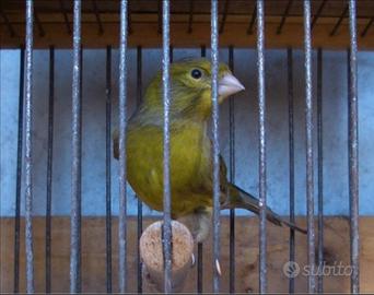 Canarino da canto verde