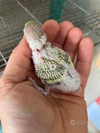 Pullo di cocorita clearbody