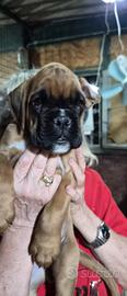 Cuccioli Boxer