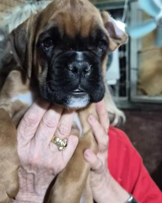 Cuccioli Boxer