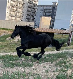 Gigantesca cavalla frisone