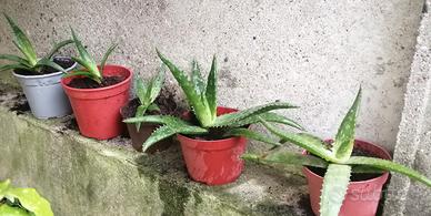 piantine aloe, palmetta, oleandro