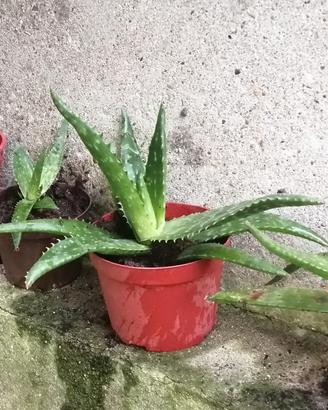 piantine aloe, palmetta, oleandro