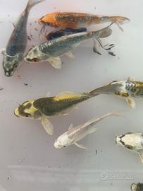 Carpe koi