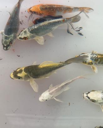 Carpe koi