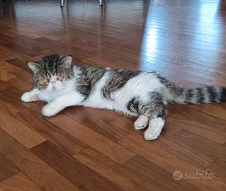 Gatto exotic shorthair