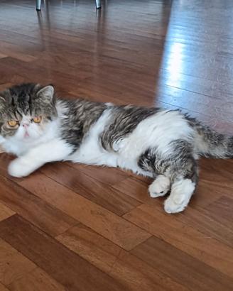 Gatto exotic shorthair
