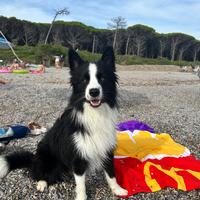 Border collie per monta