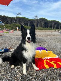 Border collie per monta