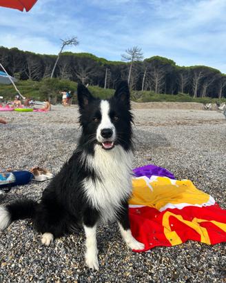 Border collie per monta