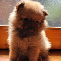 Cucciolo volpino di pomerania