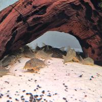 Corydoras Sterby