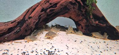 Corydoras Sterby
