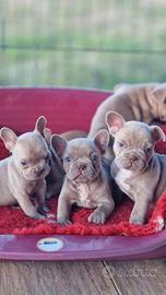 Bulldog francese