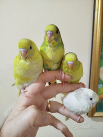 Cocorite allevato a mano