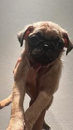Cuccioli Carlino