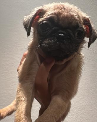 Cuccioli Carlino