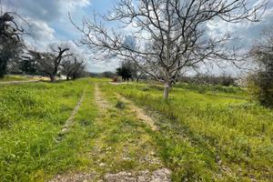 Terreno agricolo a Casarano
