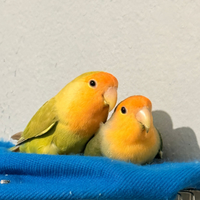 Coppia insipirabille