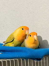 Coppia insipirabille