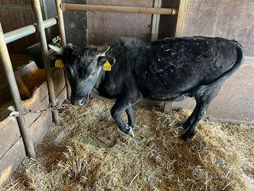 Mini mucca razza dexter