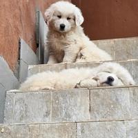 Cuccioli di maremmano