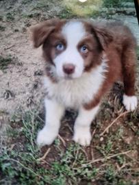 Cuccioli border collie super