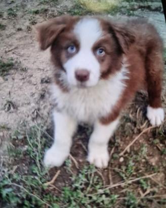Cuccioli border collie super