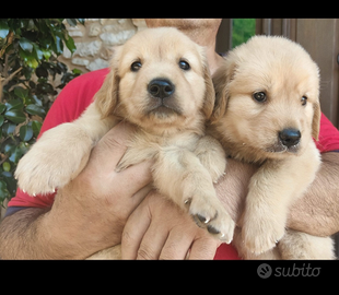 Cuccioli di cani