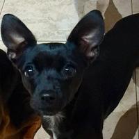 Chihuahua incrocio pincer