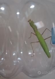 Mantide Religiosa Verde Brillante