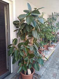 Ficus e pianta grassa