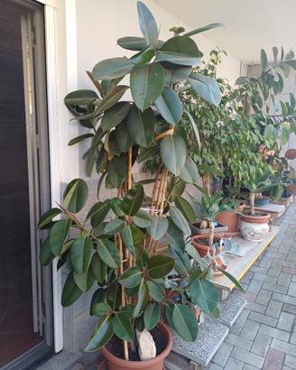 Ficus e pianta grassa