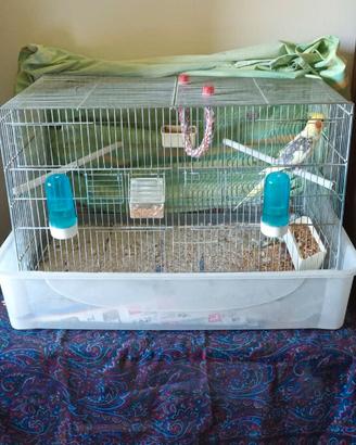 Gabbia + calopsite + accessori vari