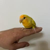 Inseparabile femmina allevata a mano