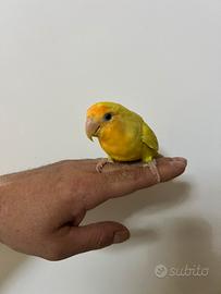 Inseparabile femmina allevata a mano