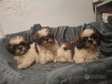 Cuccioli Shitzu