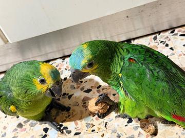 Pappagallo parlante amazzone fronte blu maschio