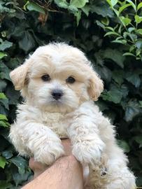 Cagnolina razza Maltipoo