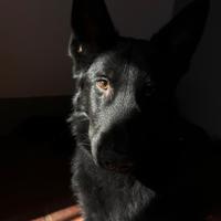 Pastore Tedesco - affettuoso, vivace