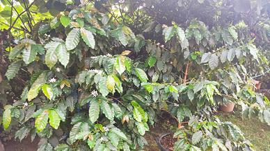 Piante di caffè