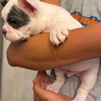 Bulldog Francese maschio