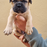 Cuccioli di Bullmastiff Allevamento Riconosciuto