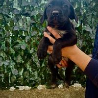 Ultime due Cucciole di cane corso