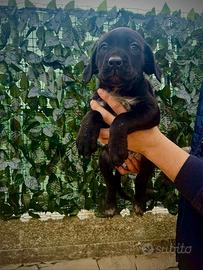 Ultime due Cucciole di cane corso