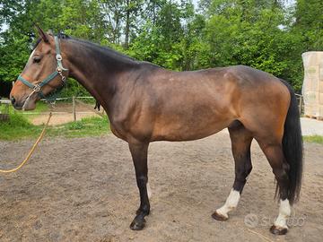 Cavallo da salto e dressage 8 anni