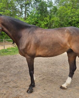 Cavallo da salto e dressage 8 anni