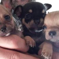 Mini chihuahua Toy da borsetta