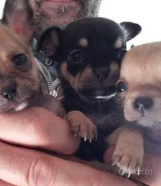 Mini chihuahua Toy da borsetta