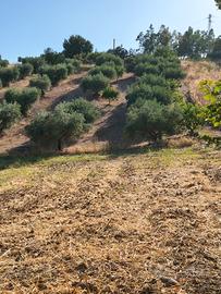 terreno